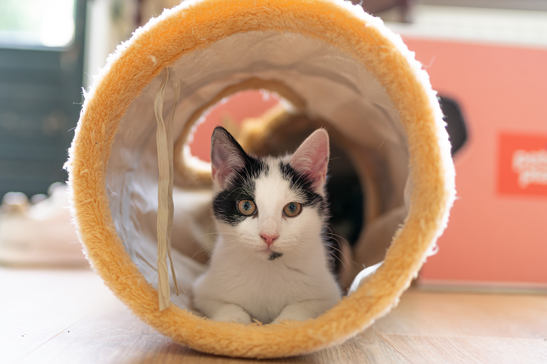 Lees meer over het artikel Judy de Poes – Het Kleine Model met Grote Dromen